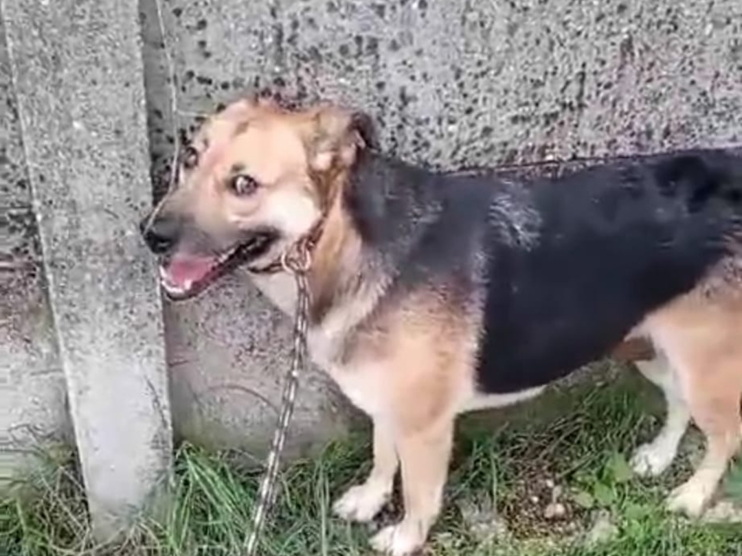 cane_lupetta_2