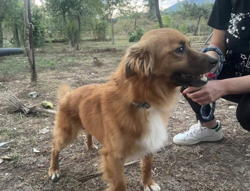 E’ terminato il primo stallo di Miele, ne inizia un secondo, ma senza adozione purtroppo il canile si avvicina