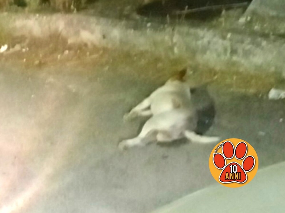 cane_morto_rieti_jack_russel_cimitero