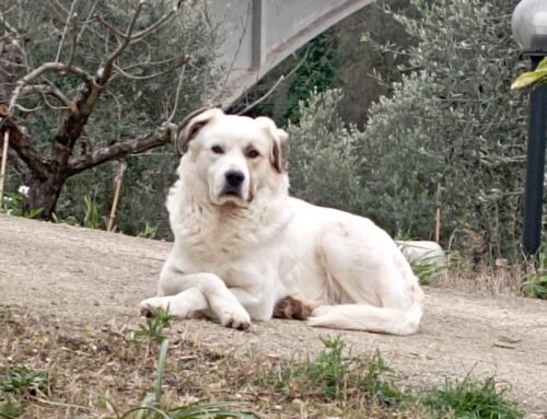 Cagnolone rompe la rete del giardino e fugge da Ponte Sfondato, in Sabina: iniziate le ricerche
