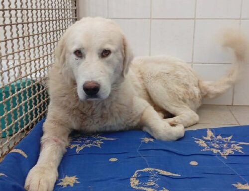 Sansone il gigante buono chiuso in canile. La vita di strada sul corpo gli ha lasciato i morsi di altri cani