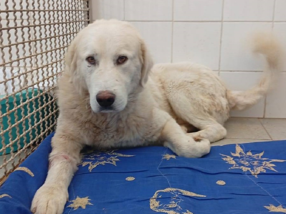cane_sansone_canile_rieti