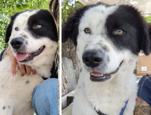 Elpy è uno splendido maschio simil Pastore in cerca di adozione