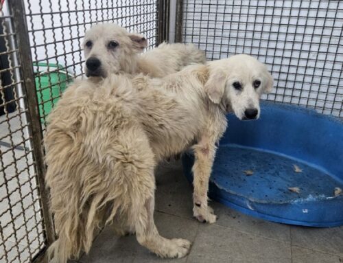 Due splendide cagnolone sono entrate in Canile a Rieti, impaurite e con la rogna