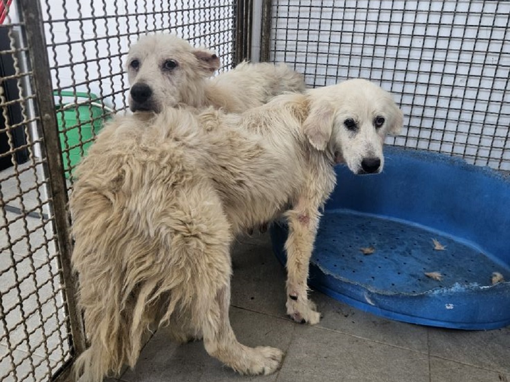 cani_cagnoloni_canile_rieti_luglio_2025