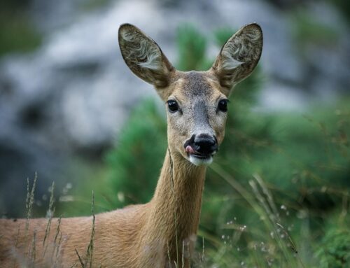 Un altro Capriolo investito sulla Salaria per Roma