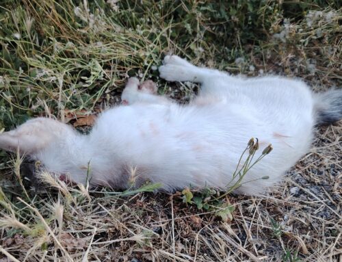 Scovata gattina bianca mørta investita a Castelnuovo di Farfa