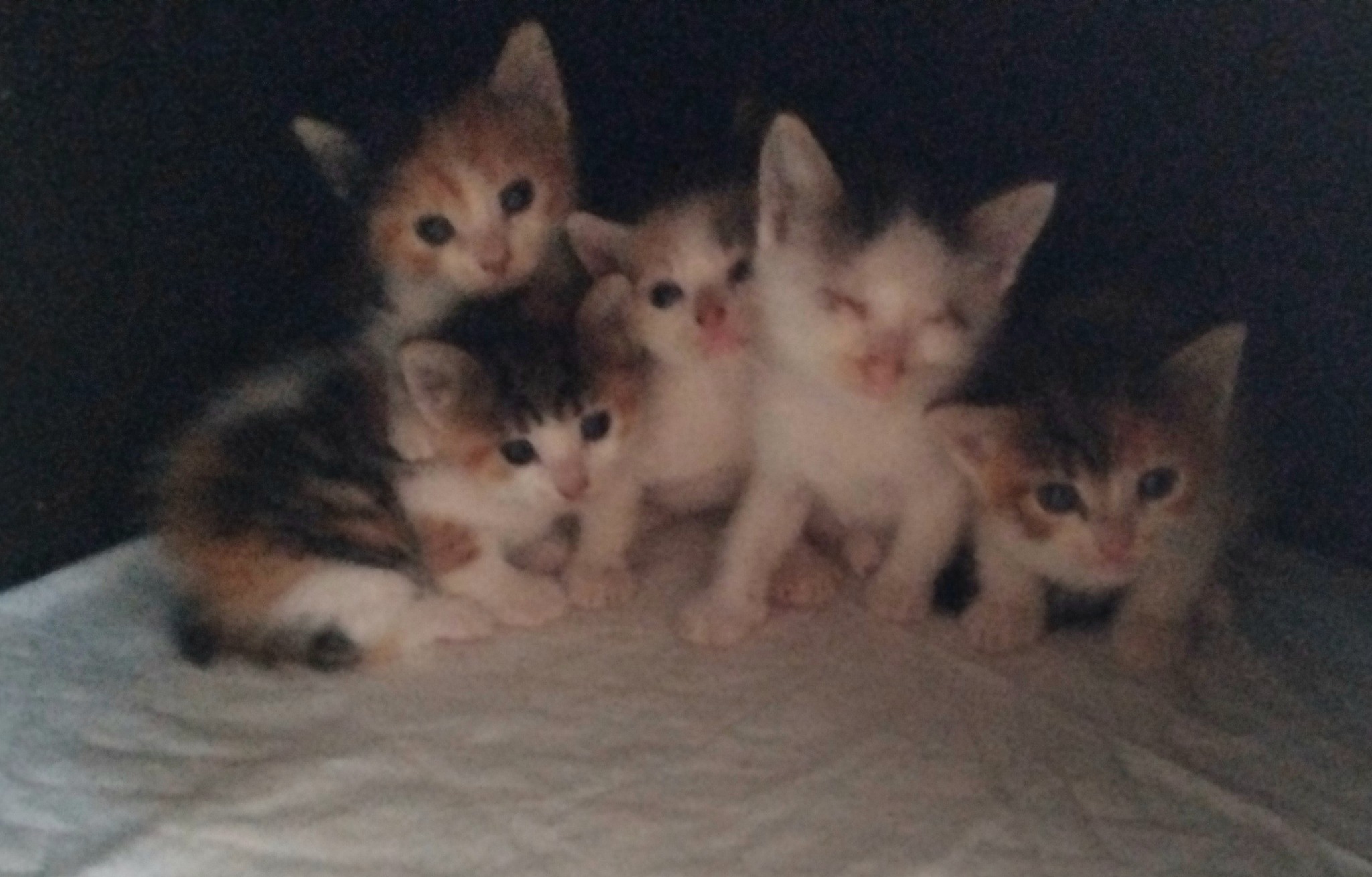 gatti_gattini_tiziana_nobili_luglio_2025