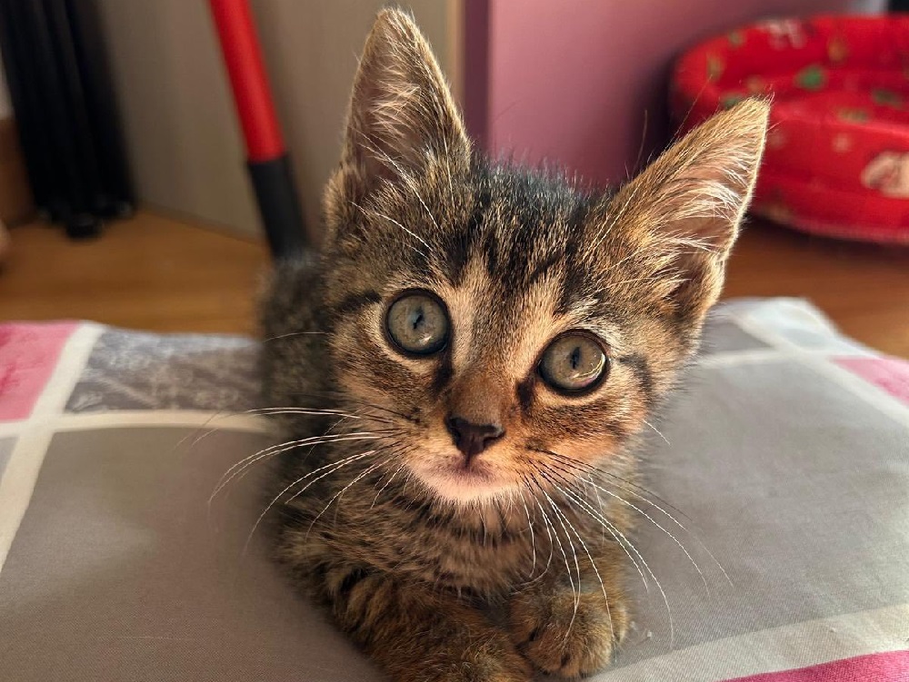gatto_gattino_ENPA_terni