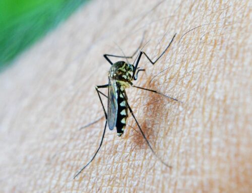 West Nile, disinfestazione anche a Rieti: non tenere gli animali all’aperto