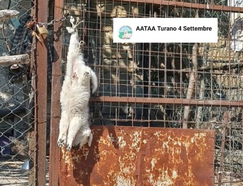Cucciolo di cane morto appeso al cancello. La denuncia dell’Associazione AATAA Turano 4 Settembre