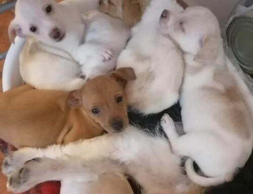 Quattro cuccioli dalla calabria: adozione cercasi