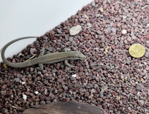 Al BioParco di Roma nate 52 rarissime lucertole delle Eolie