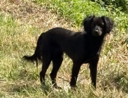 Cagnolino in via Foresta, cammina tra le macchine. Chi lo ha perso?