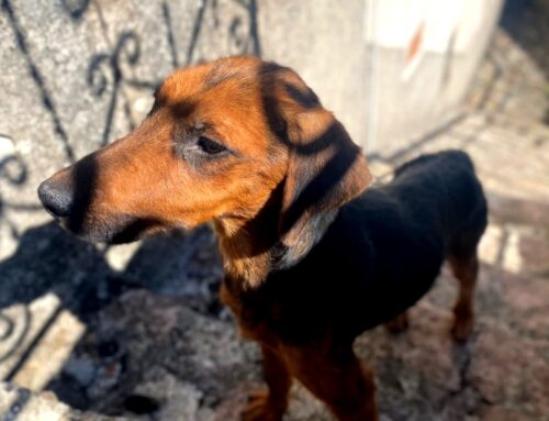 Un nuovo abbandonato. Trovato in un paesino della provincia di Terni