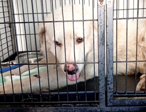 Max, cane investito a Passo Corese. Trasferito in Canile
