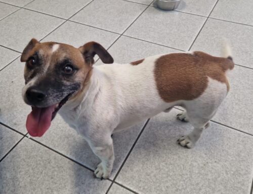 Jack Russel recuperato nella Salaria per Roma