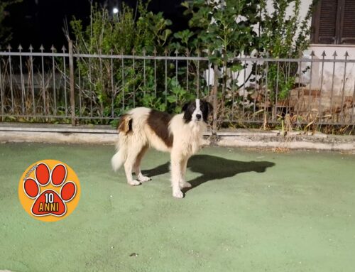 Cane bianco e nero in via Ricci tra le auto. Soccorso dai passanti