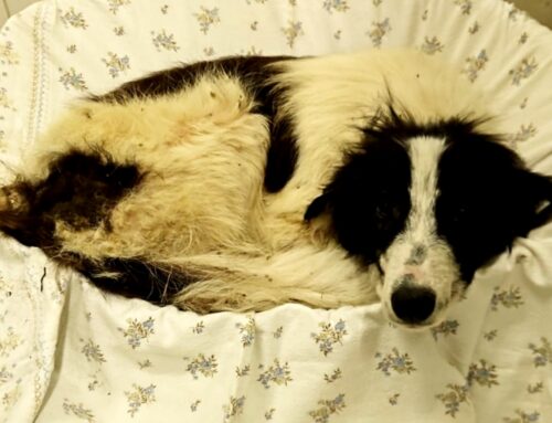 Il cane soccorso in via Ricci ora si trova in Canile. Appena entrato nel box si è addormentato per la stanchezza