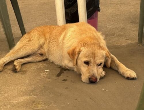Labrador segnalato a Piani Poggio Fidoni, chi lo ha smarrito?