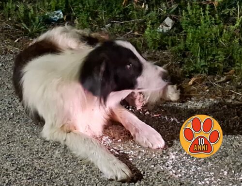 Il cane salvato in via Ricci sta meglio, è un cucciolo. Nessuno lo ha ancora rivendicato