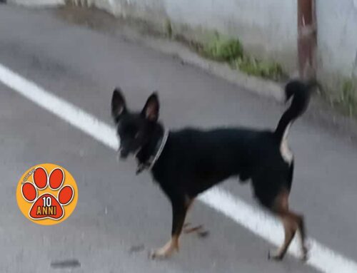 Cagnolino smarrito a Castel di Tora