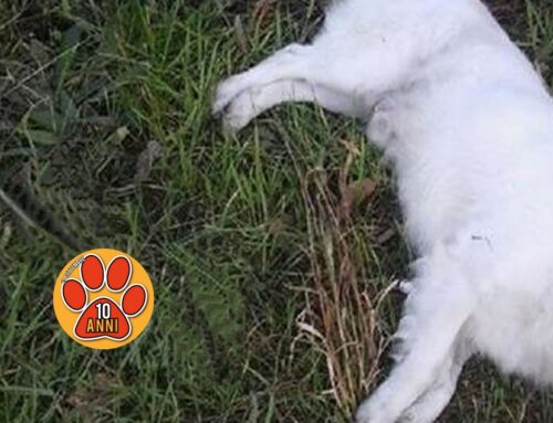 Senerchia (AV), tengono tre cani in un box, morti. On. Brambilla: “Facciamo applicare con rigore la Legge Brambilla”