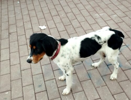 Cagnolina scappata a qualcuno? Trovata in Sabina