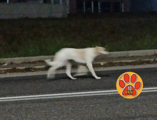 In piena notte cane nella Salaria per Roma