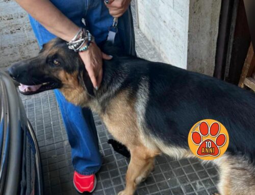 Tornato a casa il Pastore Tedesco trovato stamane