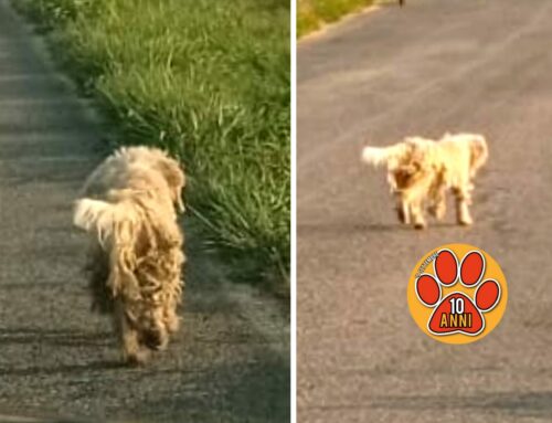Mantello sporco e arruffato: cane in strada direzione Cantalice