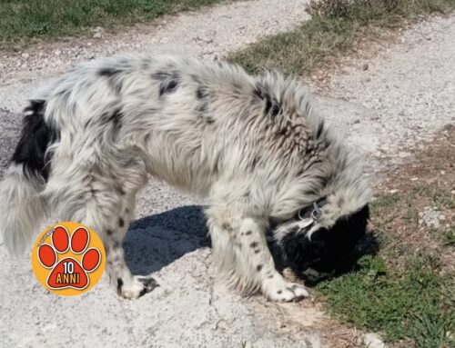 Cane segnalato in via Foresta altezza piscine