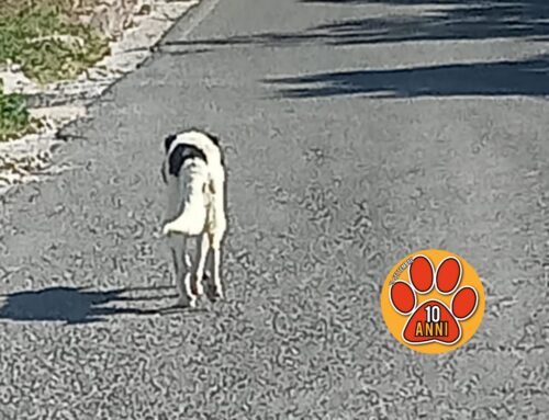Terzo cane in strada, ancora in via Foresta