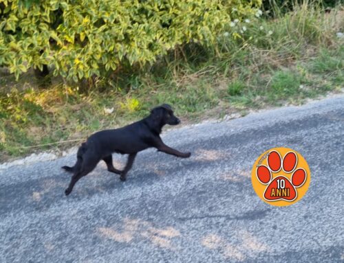 Cagnolino nero in via Foresta, l’ennesimo