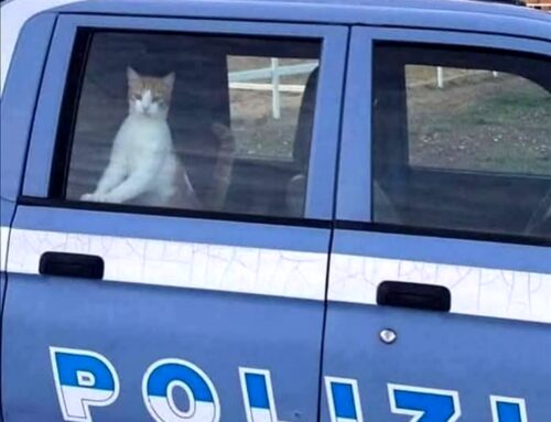 La Polizia di Stato celebra la Giornata Internazionale del Gatto