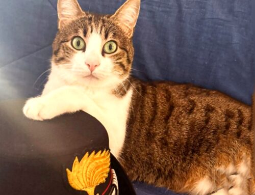 L’Arma Carabinieri celebra la Giornata Internazionale del Gatto