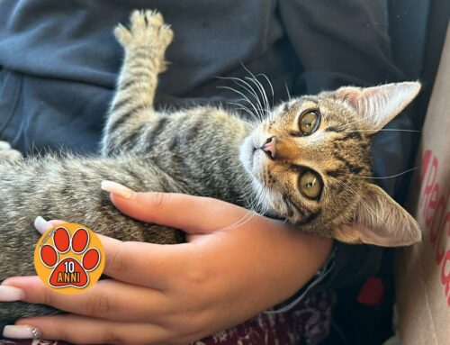 Super coccoloso e giocherellone, lo aiutiamo a trovare una casa?