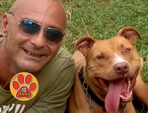 APPUNTI A SEI ZAMPE – Nico Acky Vale ci parla della gestione dei PitBull