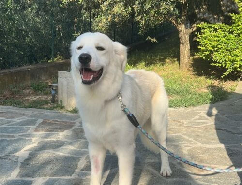 Dopo lunga attesa Casper è stato adottato