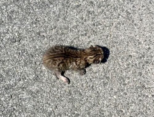 Mini cucciolo di gatto trovato in strada: serve balia