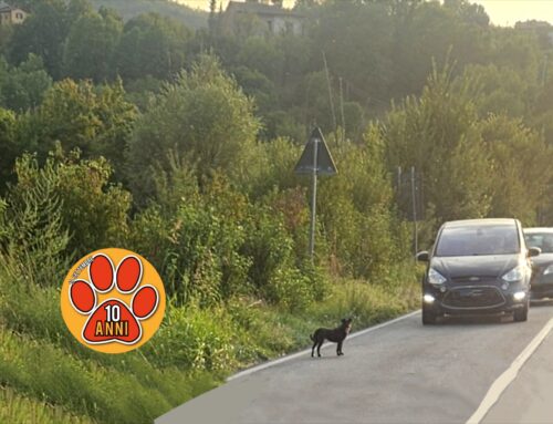 Cagnolino nel panico, ha rischiato l’investimento. Di chi è?