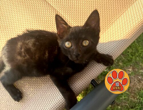 Cucciolo di gatto recuperato dalla strada, ha 3 mesi. Da fine agosto non avrà più un posto dove stare, serve adozione