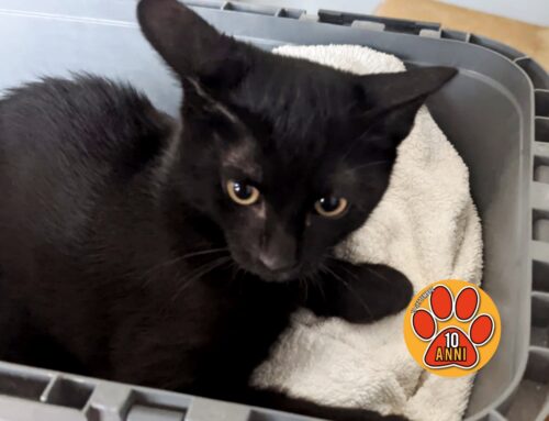 Rieti, adozioni aperte per questo splendido gatto nero