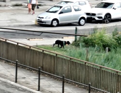 Cane tra le auto in corsa in via Sacchetti Sassetti