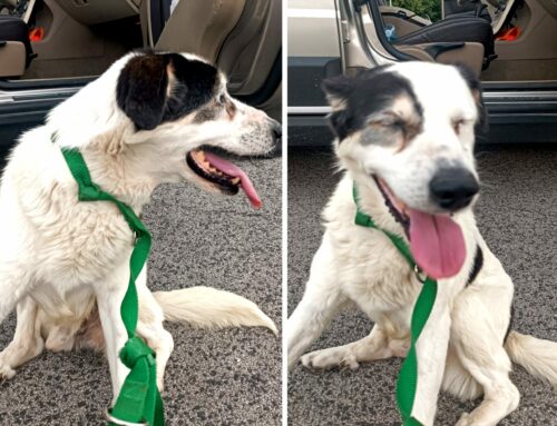Un altro cane in strada, trovato sempre in via Ricci