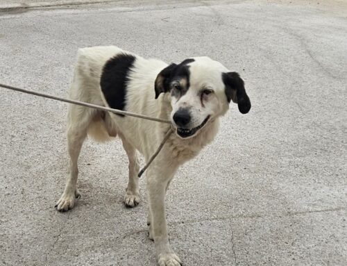 Anche lui entrato in canile. Salvato in via Ricci nel pomeriggio