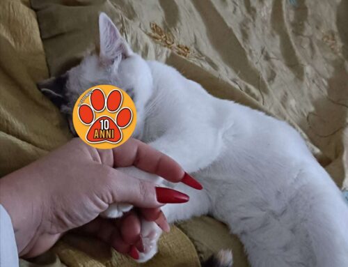 Gatto mortọ per un possibile avvelenamento o investimento