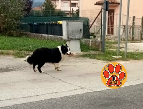 Border Collie segnalato in via Chiesa Nuova, vive in zona o smarrito?