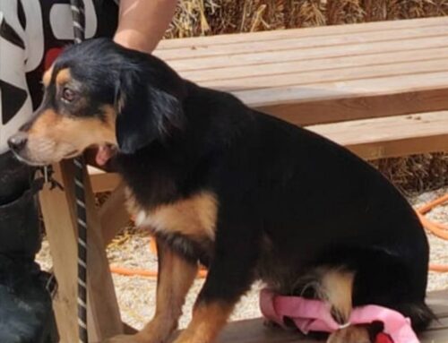Bimba, di nome e di fatto. Sogna una adozione