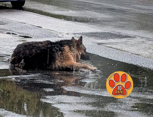 Pastore Tedesco zuppo d’acqua sotto la pioggia a Rieti